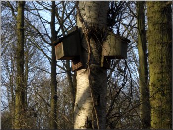 Two of many bat boxes in Bishop Wood 