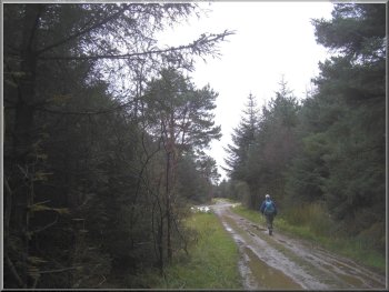 Track in Cropton Forest near Wardle Green