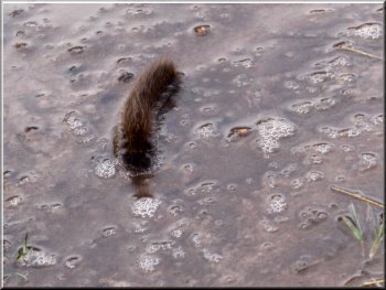 Large hairy catterpillar crossing the wet path on a cool November day