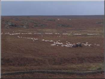 Sheep being fed on the open moor near Goathland