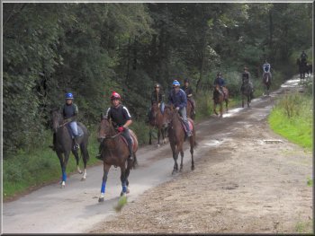 String of race horses on their morning exercise