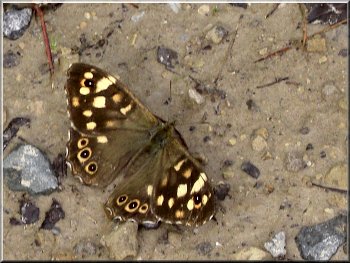 A female Speckled Wood butterfly