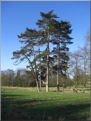 A lovely group of Scots Pines in the parkland at Londesborough