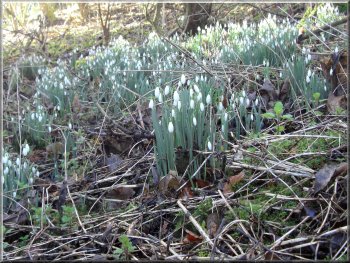 Snowdrops in the woods at Londesborough