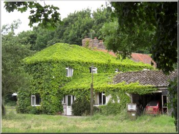 Ivy covered farm house