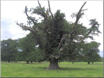 An ancient oak tree at Houghton Hall