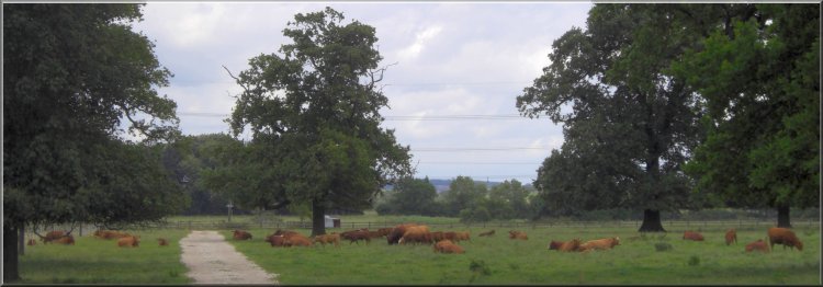 Herd of Limousin cattle at Houghton Hall