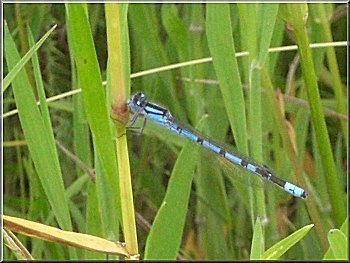 Blue Damsel Fly on the grass by the path