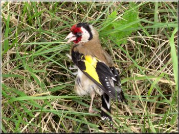 Dead goldfinch by the road side