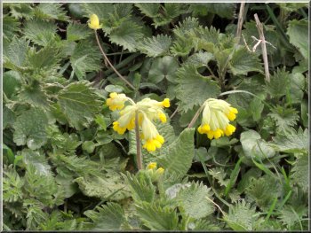 Cowslips on the bank by the road 