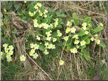 Primroses on the bank by the road 