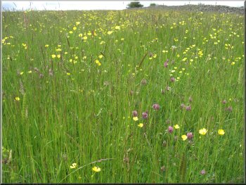 Hay meadow full of wild flowers