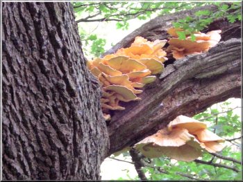 Chicken-of-the-Woods fungus on an oak tree