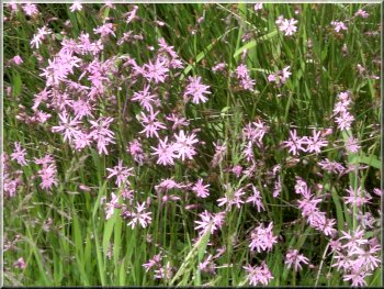 Ragged-Robin in a damp patch in the meadow