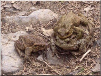 A male toad clinging to the back of a female ready to spawn