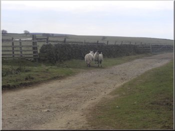 Two panicky ewes feeling trapped by us