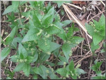 Dogs Mercury covers the little wooded valley of Cod Beck where the Cleveland way crosses it and suggests that this has been woodland for at least several centuries