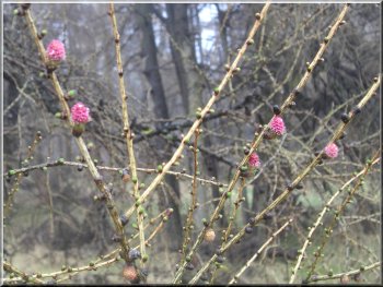 Pink flowers on the larch before the new needles