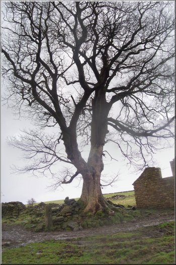 Fine old sycamore tree at New House farm