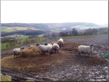 Sheep at Low Ewe Cote farm