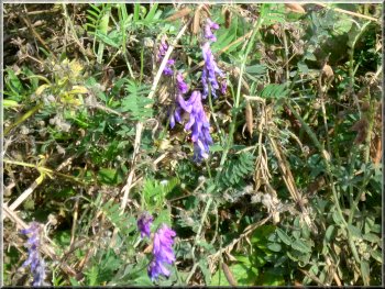 Purple vetch in the hedgerow