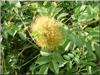 Rose hip gall in the hedgerow