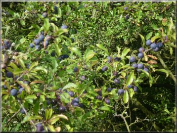 A good crop of sloes on the blackthorn