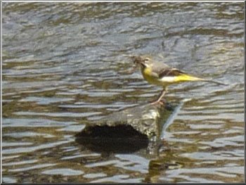 Grey Wagtail feeding on insects at the River Brathay