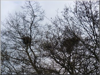 Large untidy nests of a small heronry