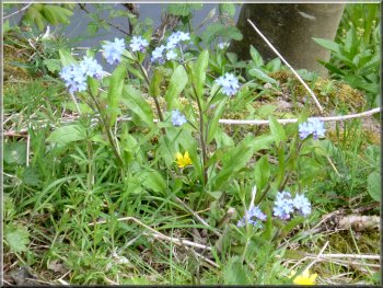 Forget-me-nots by the path