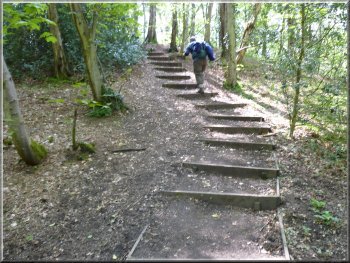 Path through Raincliffe Woods