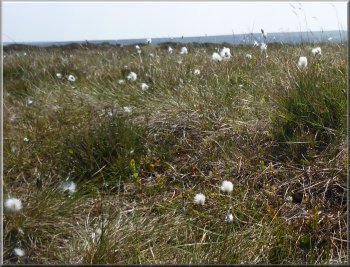 Cotton grass on the moor