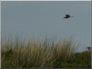 Curlew circling around us 
