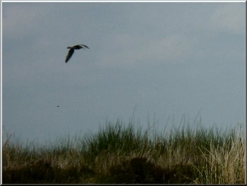 Curlew circling around us 