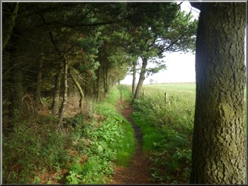Path along the edge of the plantation 