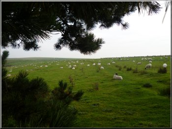 Sheep pasture beside the path