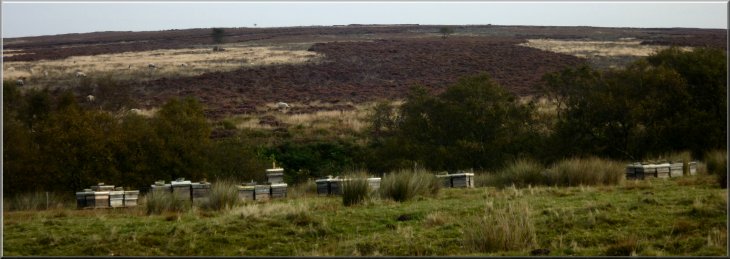Bee hives on the moor at the end of the heather honey season