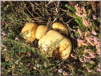 Cluster of autumn fungus in the heather