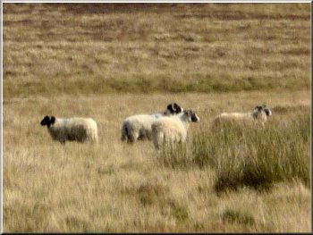 Sheep near Dundale Pond