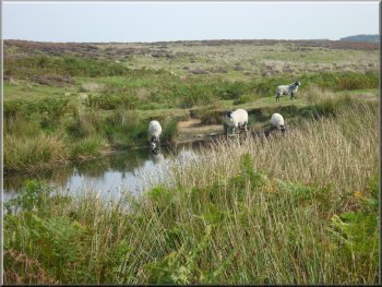 Sheep drinking at Dundale Pond