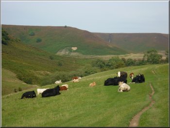 Cattle by the path into the Hole-of-Horcum