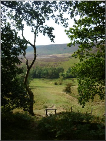 Looking back across the Hole-of-Horcum from the edge of the oak woods