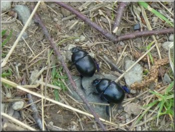 Dung beetles on the path