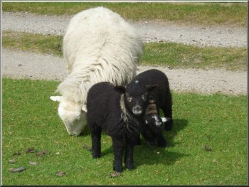 Contrasting ewe and lambs near the lake