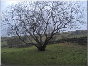 An old rowan tree by the path near the dam