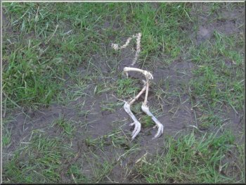  All that remained of a pheasant by the path