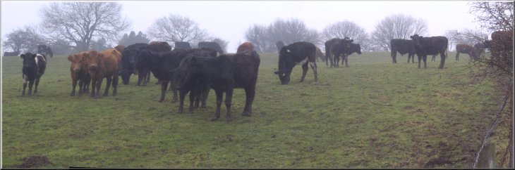Herd of young beef cattle by the path