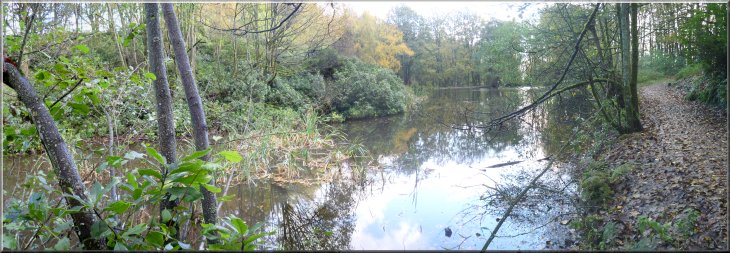 The pond in Fishpond Wood