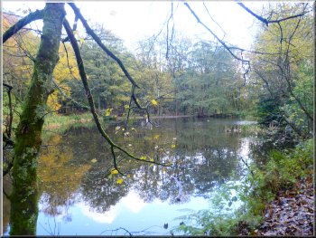 The pond in Fishpond Wood