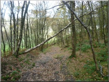 The Nidderdale Way through Strikes Wood